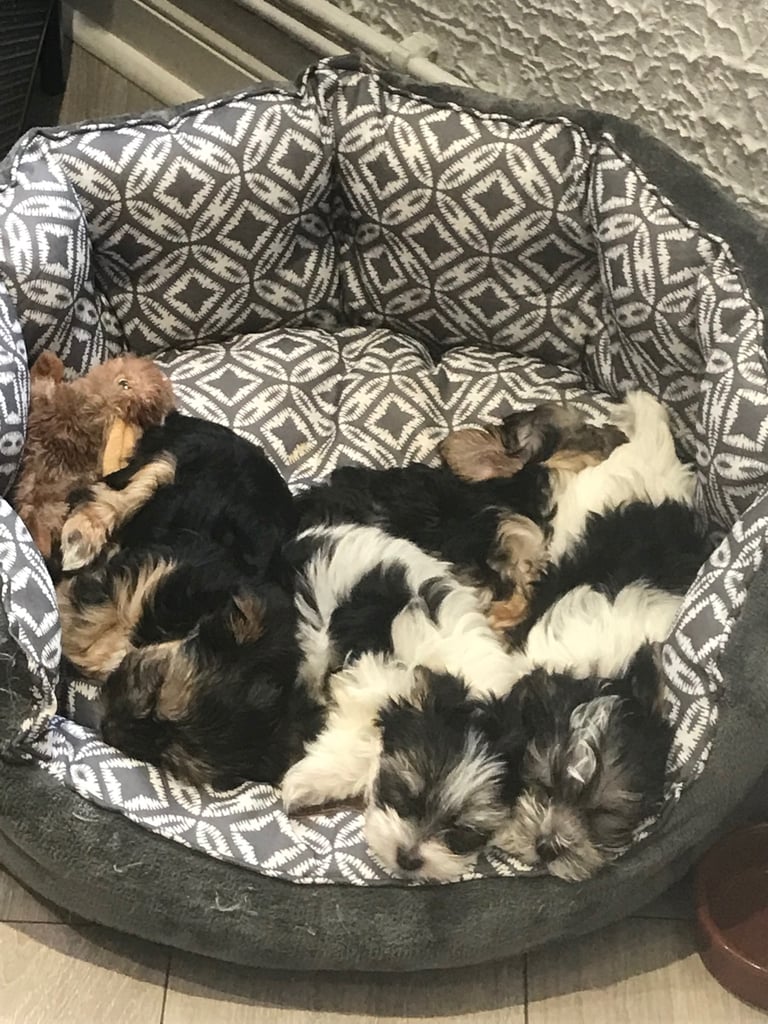 Terrier Yorkshire puppies 