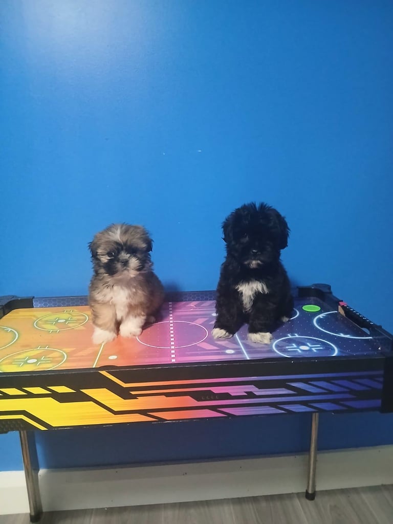 miniture shihtzu puppy