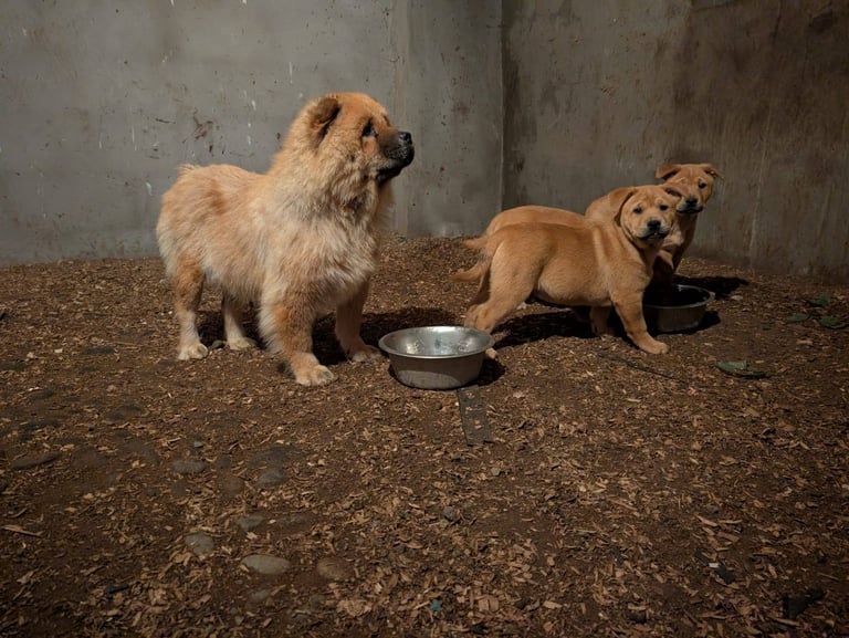 Chowchow X staffy 
