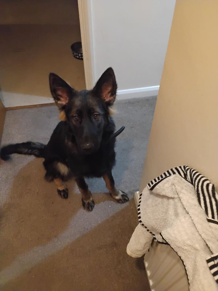 stunning female German Shepherd. 