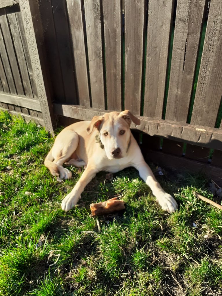 In need of a very good home asap