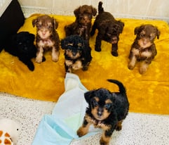 Yorkiepoo puppies for sale 1200 each 
