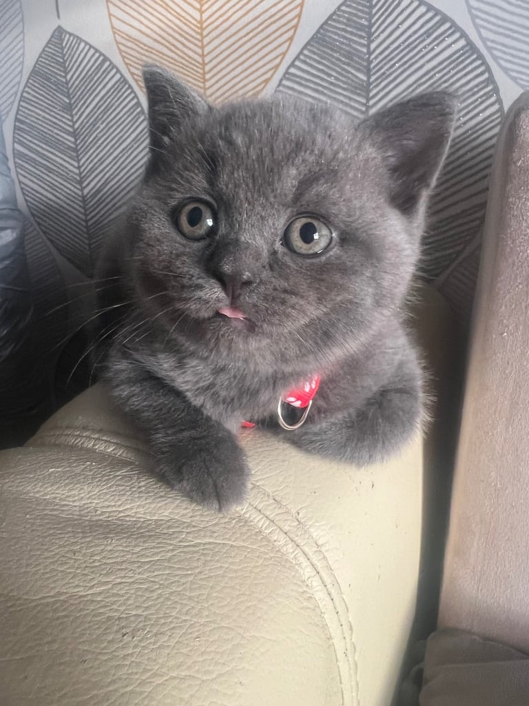 image for Chunky British Shorthair Kittens Looking for Their Forever Homes 🐾