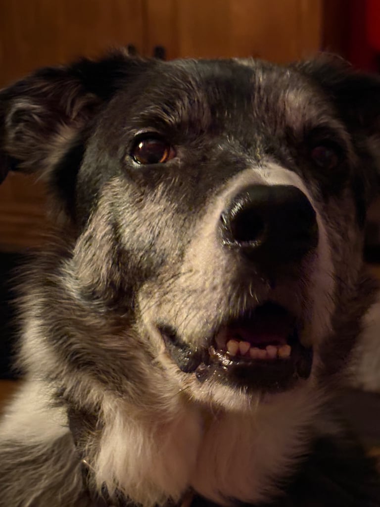 Murphy blue merle border collie