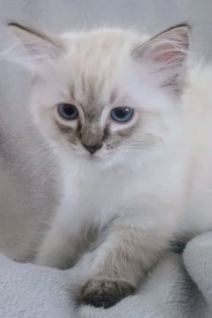 **LAST MALE LEFT** Gorgeous Ragdoll kittens ready to leave. Both parents Pedigrees