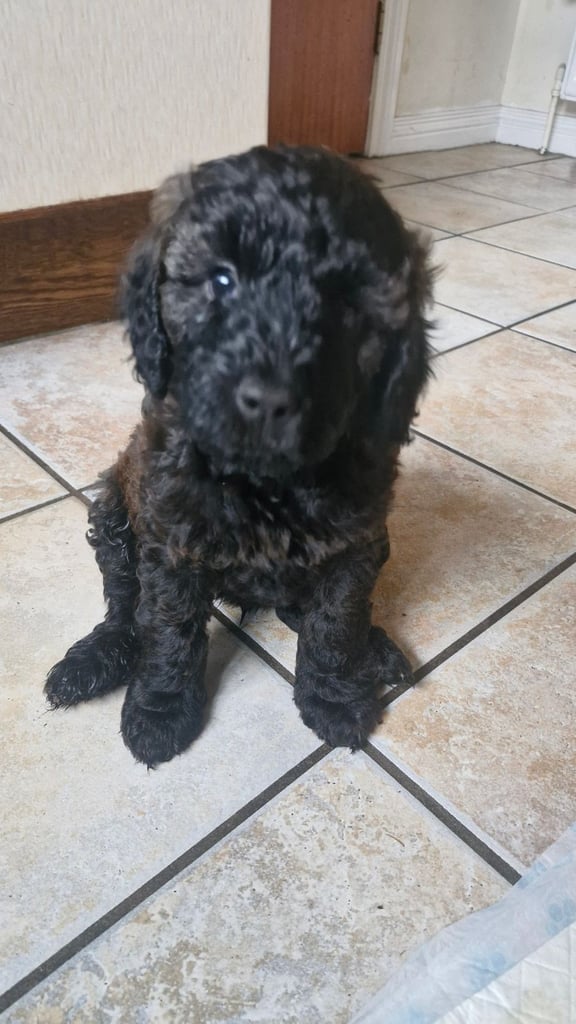 Cockapoo pups (K2)