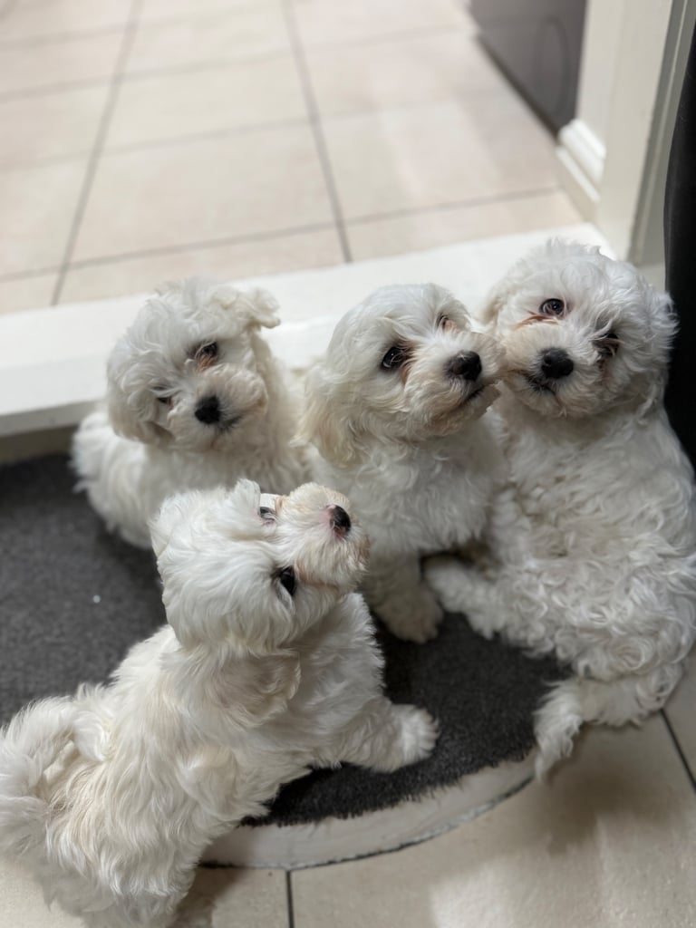 Bichon Frise 
