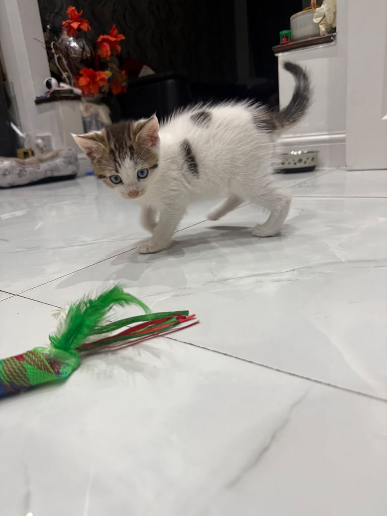 White tabby kitten girl