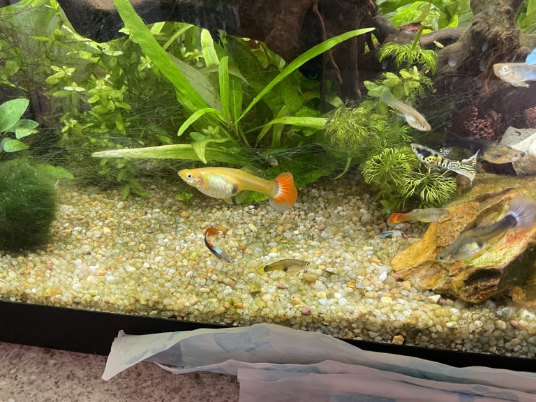 Guppies 