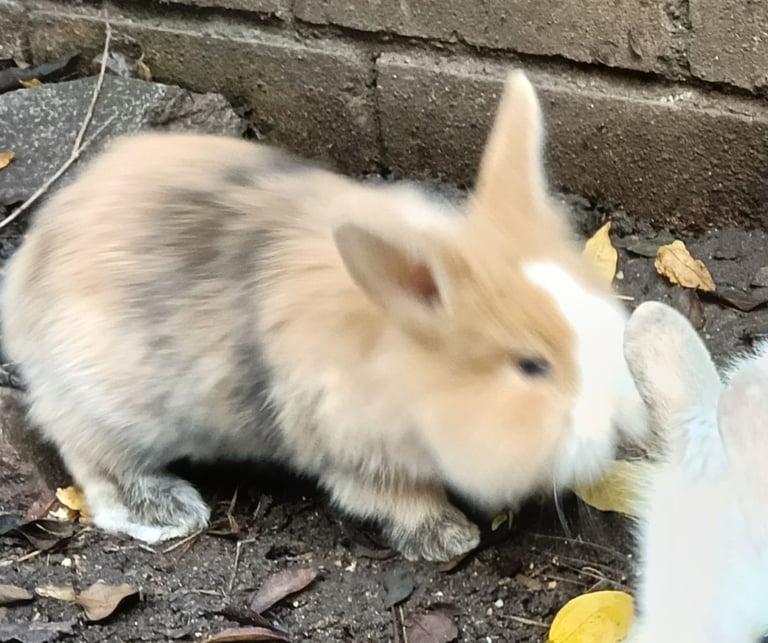 Beautiful baby rabbits 