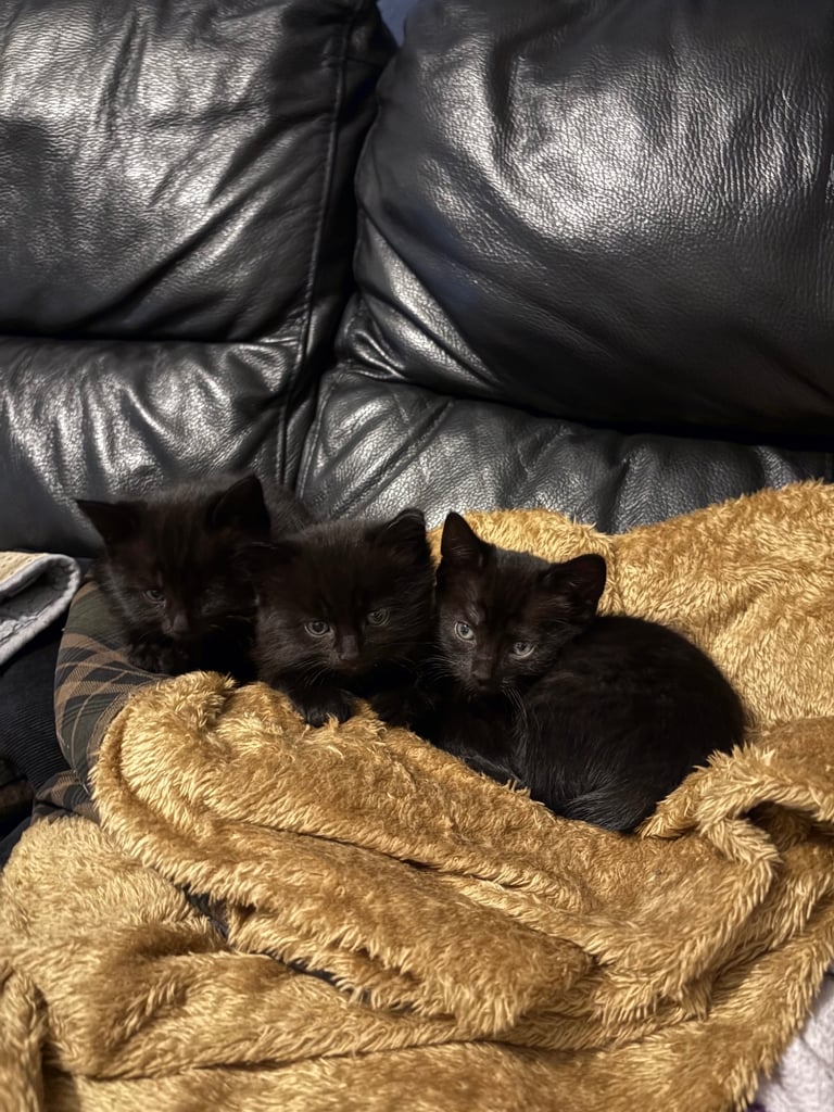 Bengal cross kittens 