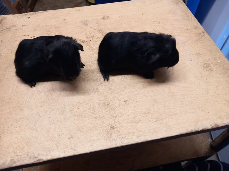 Baby guinea pigs for sale