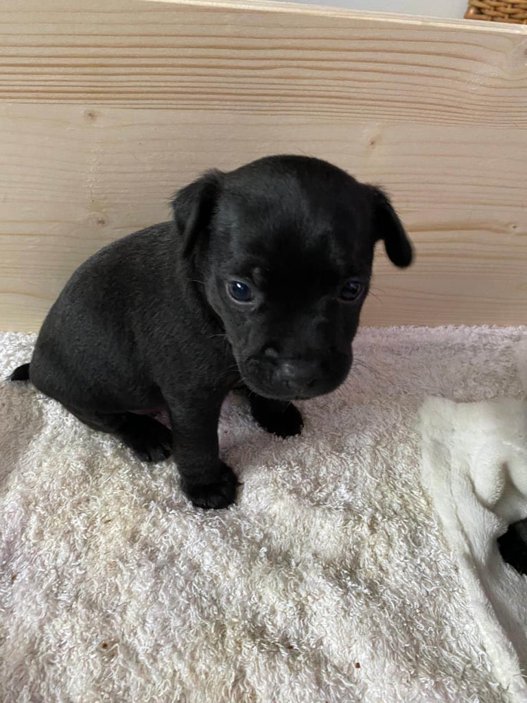 Patterdale terriers