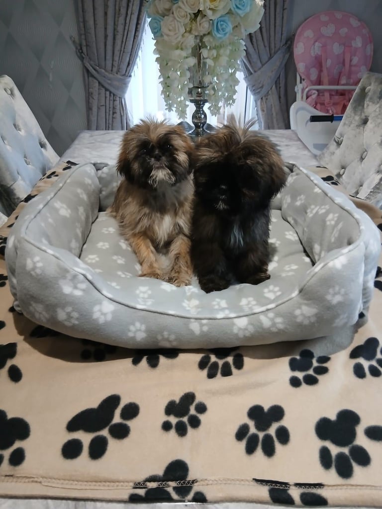 miniture shihtzu puppy