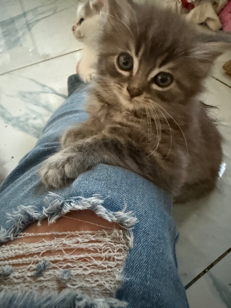 ❤️  Lovely Kittens ❤️