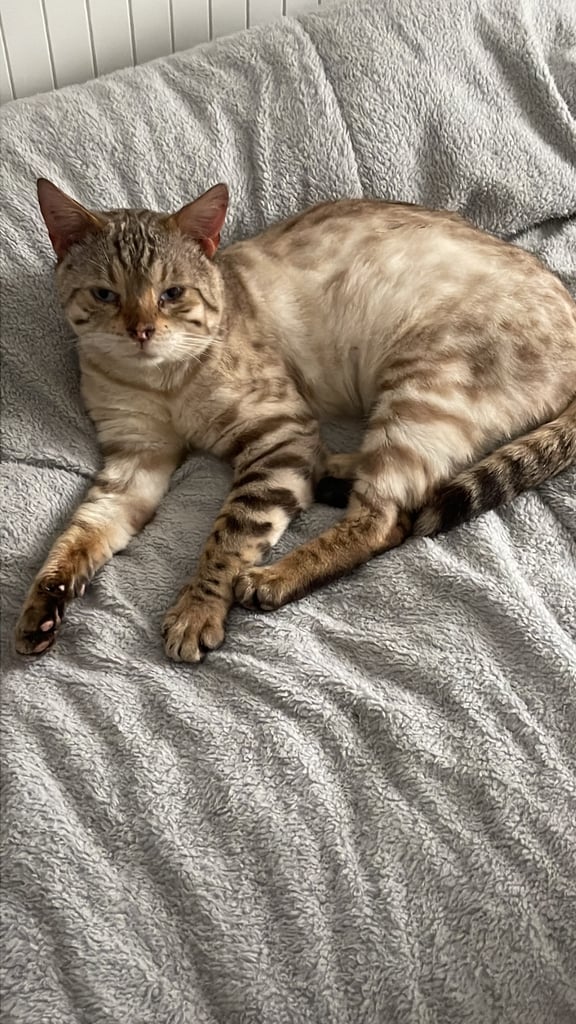 Bengal snowy white male cat 