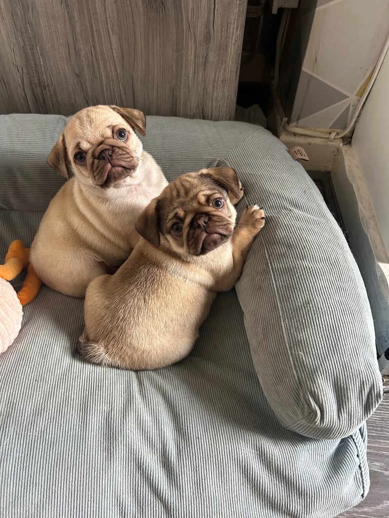 Pug puppies for sale 