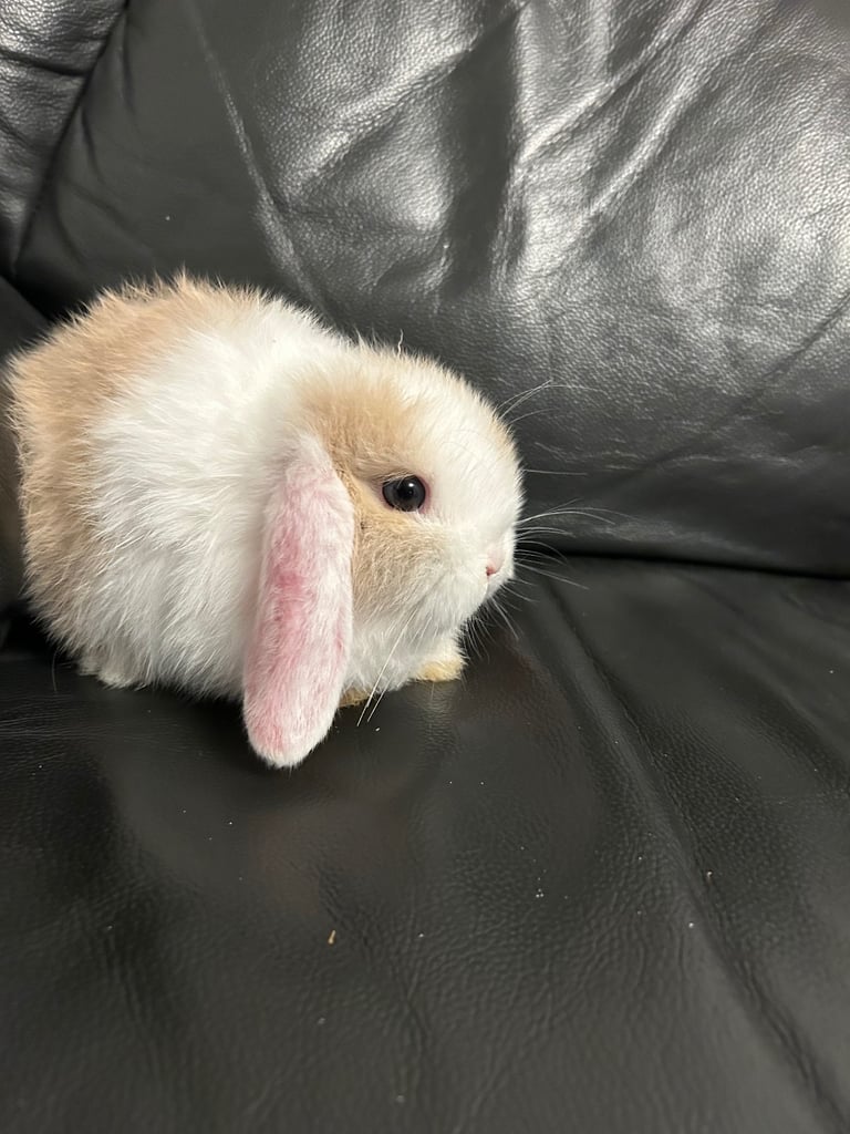 Baby mini lop (ready now)