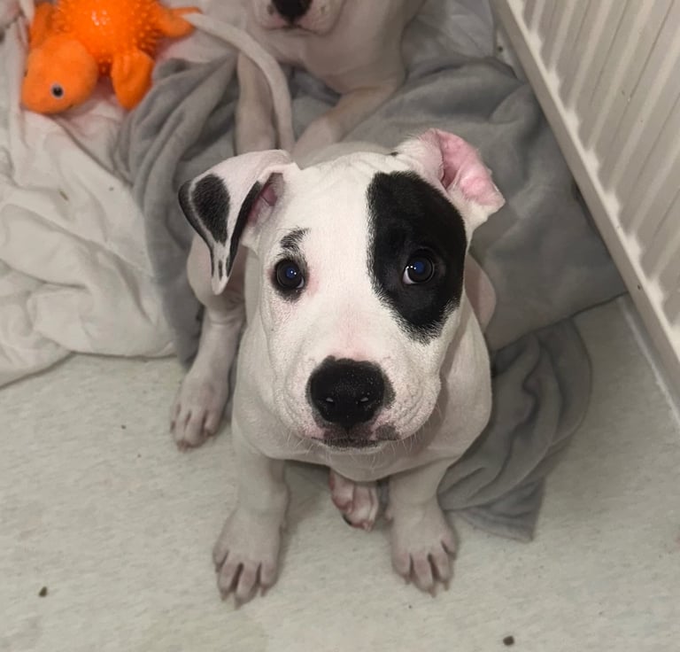 Staffy cross 