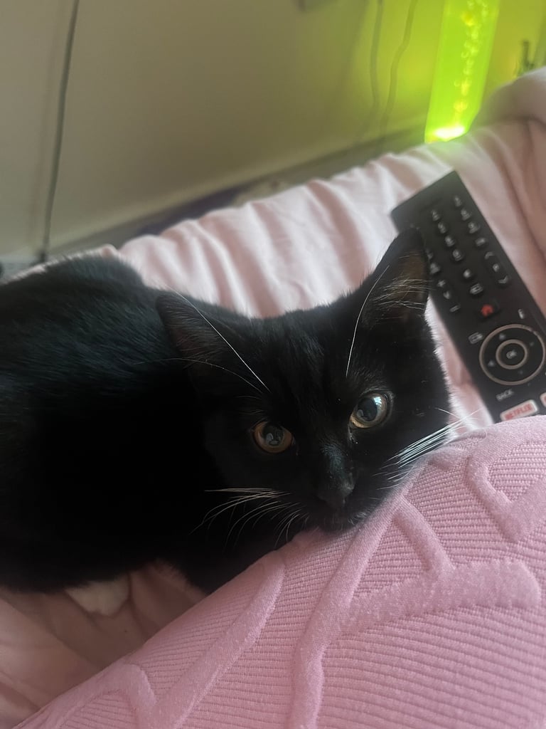 image for 3 month old female kitten for sale