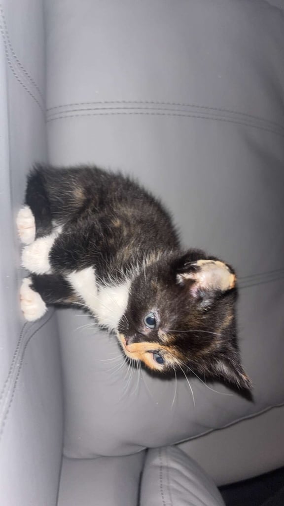 5 Beautiful Rare Kittens for Sale in Sheffield