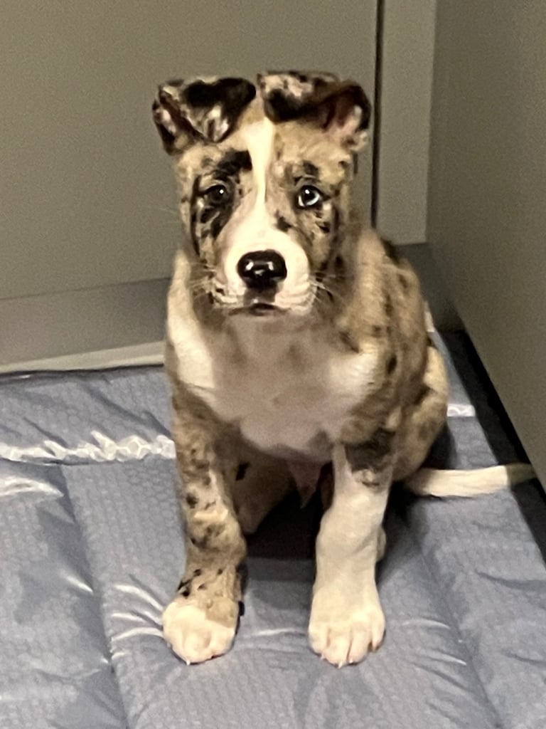 Bulldog x Akita 