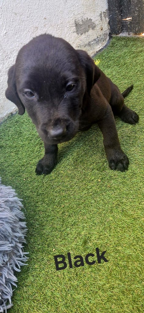 (Last female left) 12 x Full bred black labrador puppies 