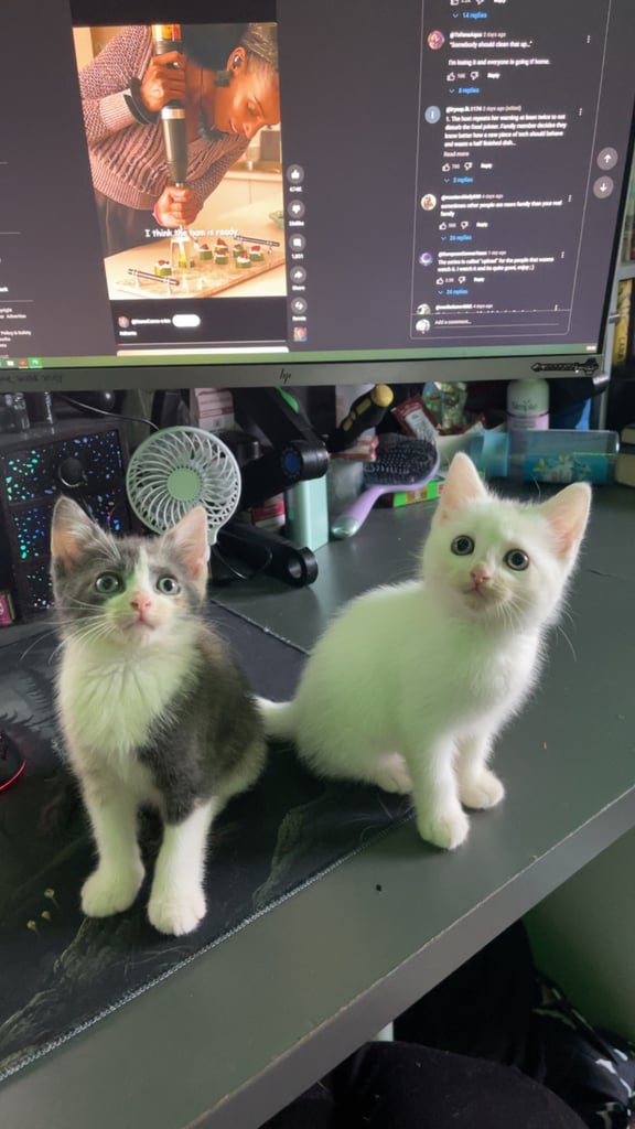 White, dilute calico kittens ready to go