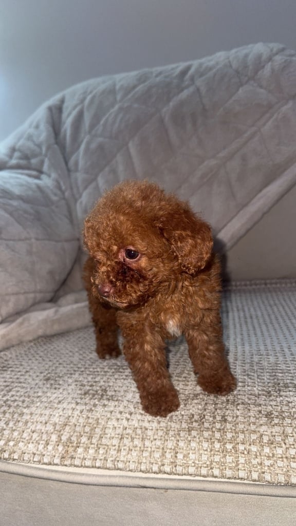 Beautiful miniature poodles