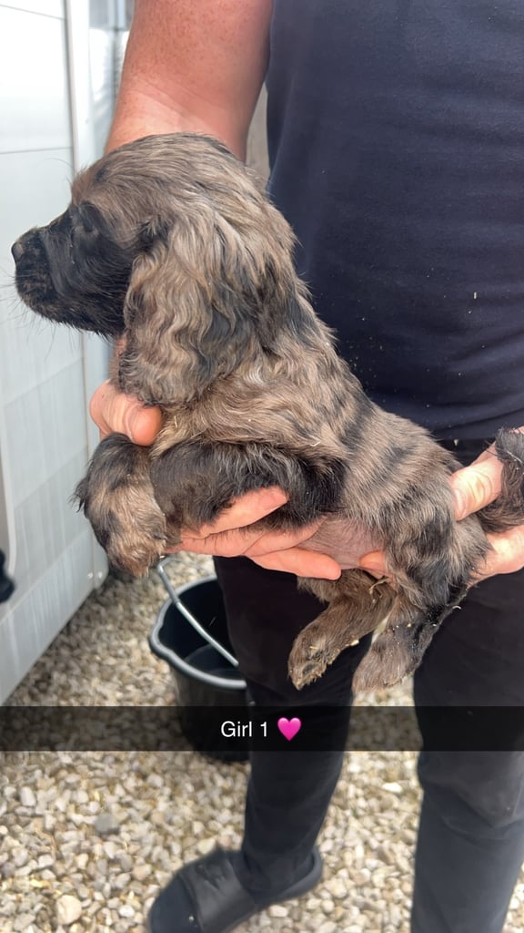 Adorable cocker spaniel puppies 