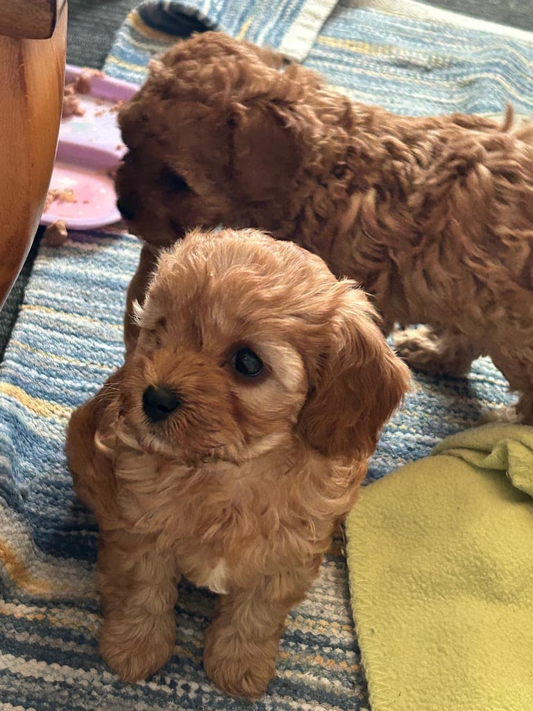 Cute Cavapoo Puppy Girl 