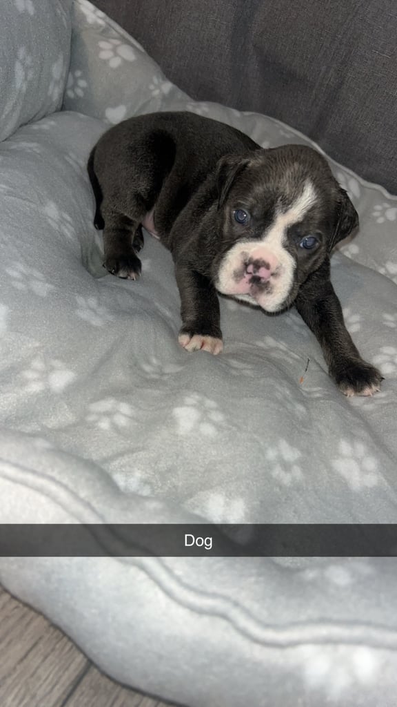 Old tyme English bulldogs 