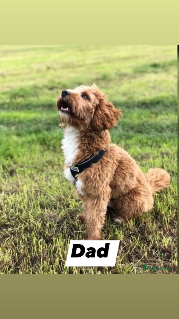 Cavapoo puppy’s 