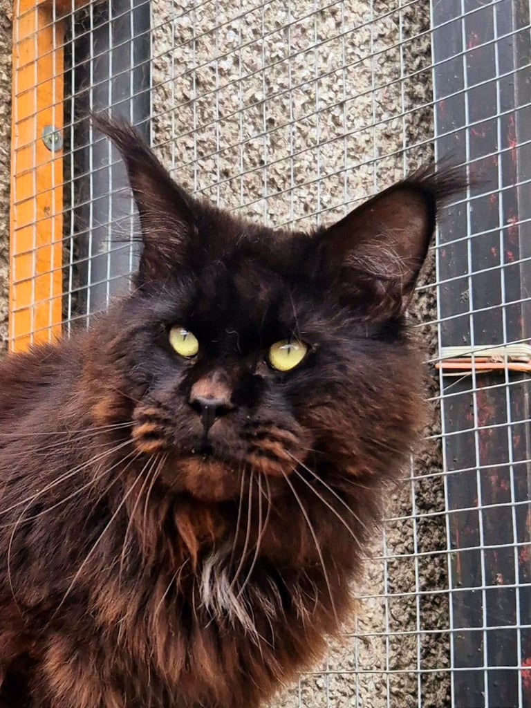 Maine coon gccf reg