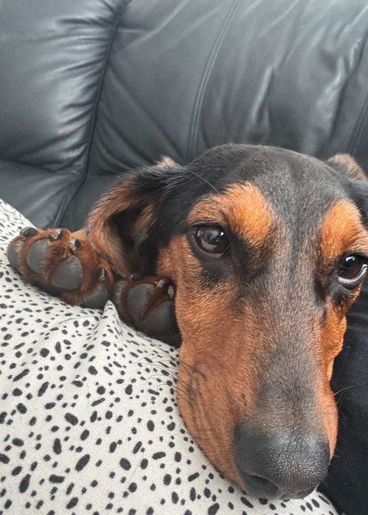 image for Dachshund male for sale 