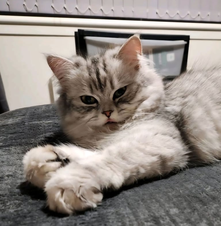 Persian (chinchilla)