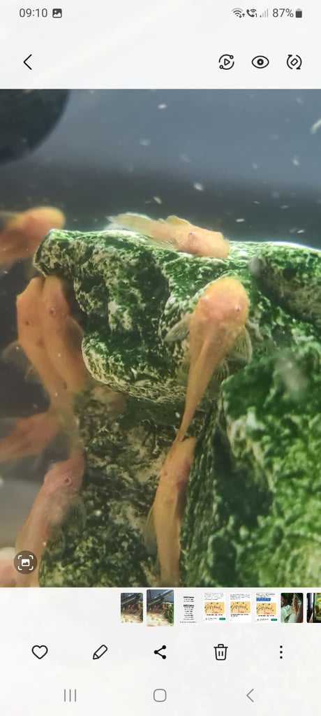 Baby gold bristlenose 