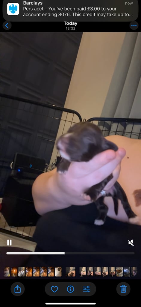 Cocker spaniel puppies