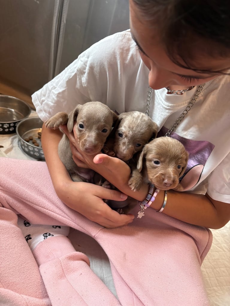 1 long hair miniature dachshund girl left