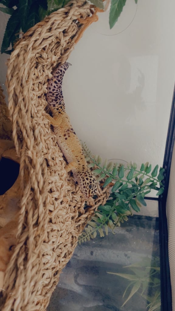 Leopard gecko and set up
