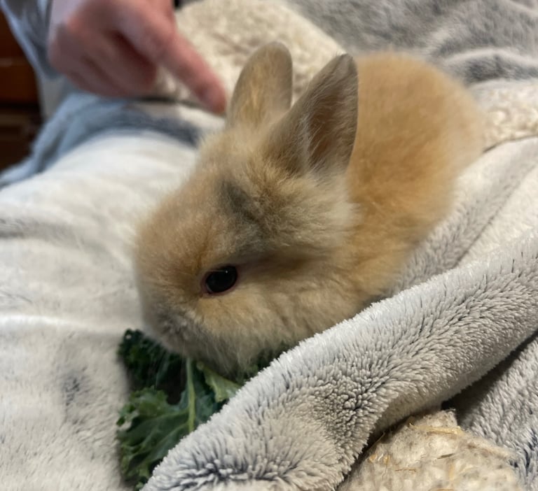 Mum and baby to be rehomed 