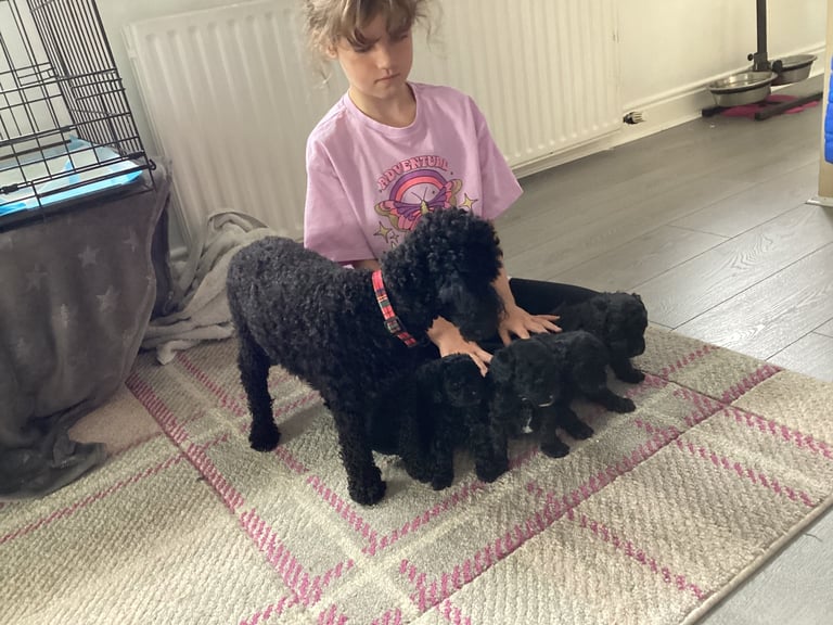 Poodle puppies 