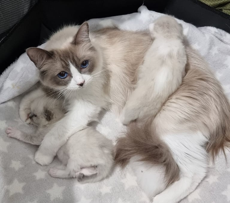 Stunning Ragdoll Male Kittens 