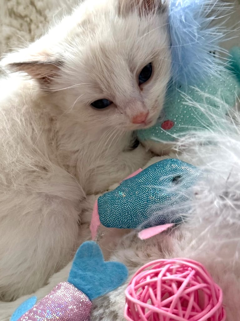 Gccf Ragdolls 🥇M&F 💙🩷 7wk 5 wk & 20wk kittens 