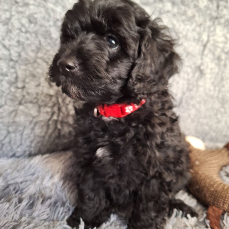 CAVAPOCHO  PUPPIES 8 WEEKS READY NOW