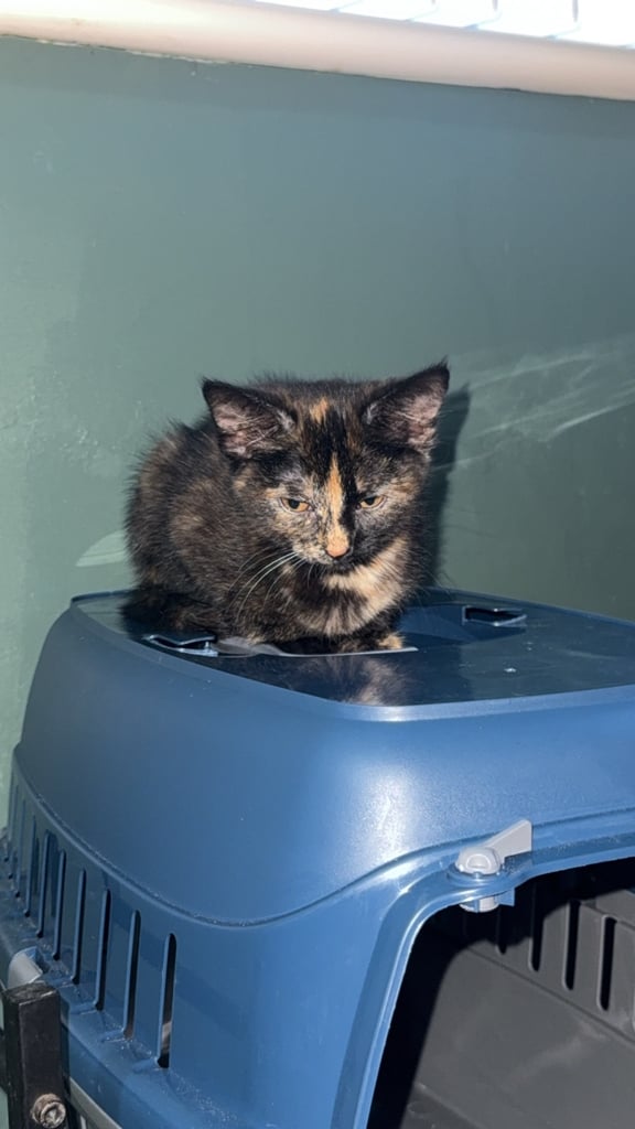 2 beautiful kittens looking for a home