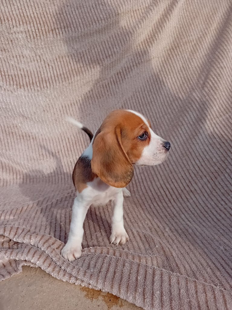 Beagle Dog Breeds That Are Best With Cats Beagle Dogs Puppies For