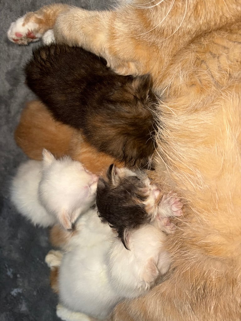 5 beautiful kittens