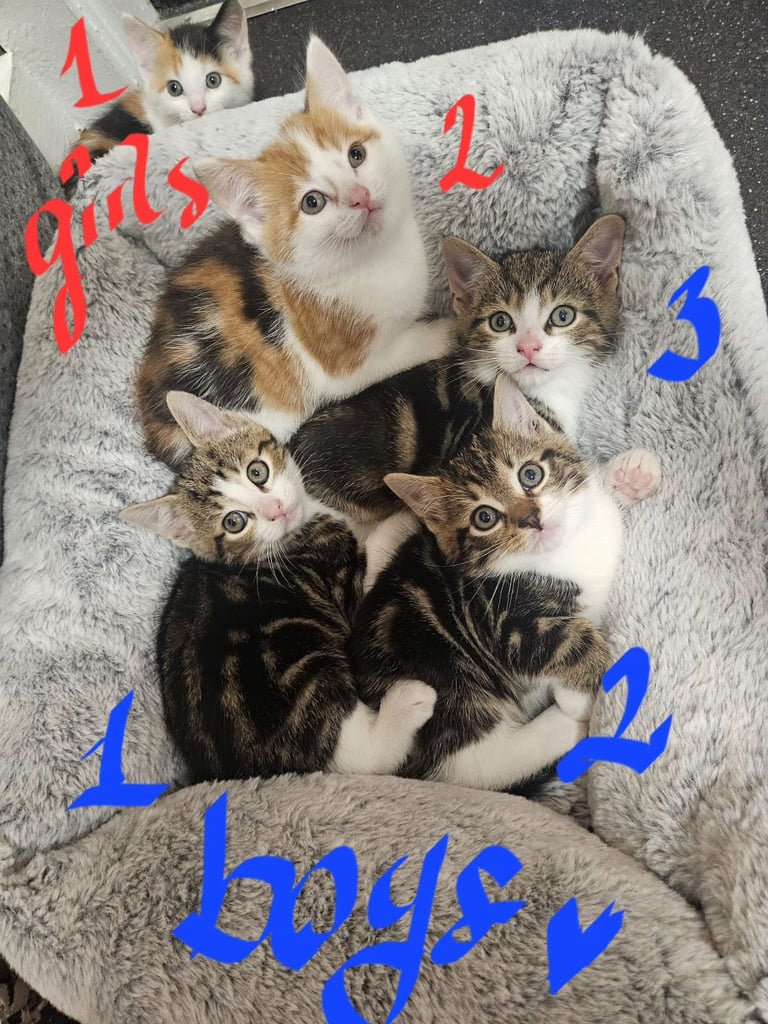 image for Ragdoll x kittens