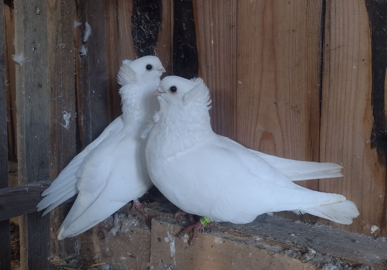 Pair German owl pigeons